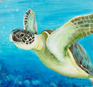 Sea Turtle Class